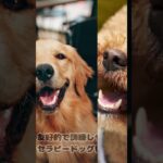 知能が高くて飼いやすい！しつけが簡単な犬種5選