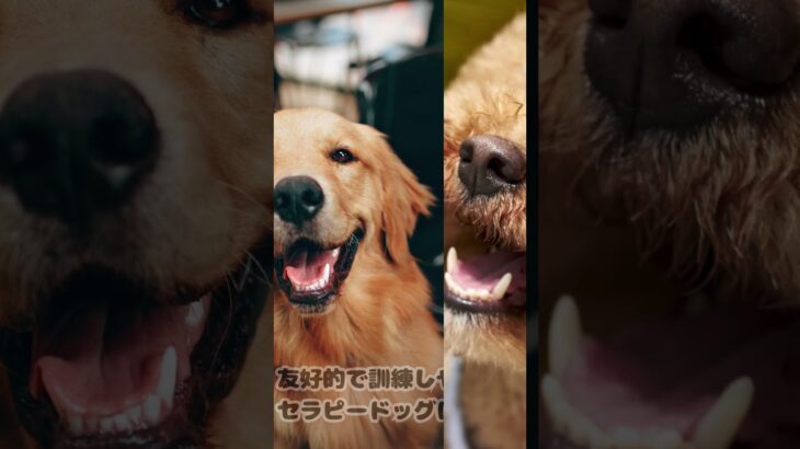 知能が高くて飼いやすい！しつけが簡単な犬種5選