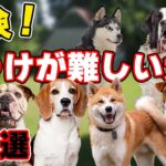 【犬を飼う前に見て！】しつけが難しい犬種6選