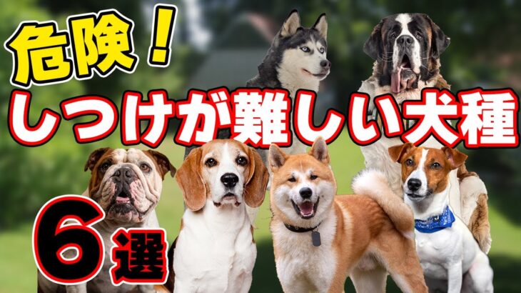 【犬を飼う前に見て！】しつけが難しい犬種6選