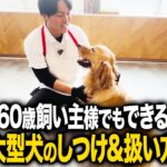 【犬しつけ】60歳でもできる！大型犬のしつけ・扱い方を徹底解説します【ドッグトレーナー】