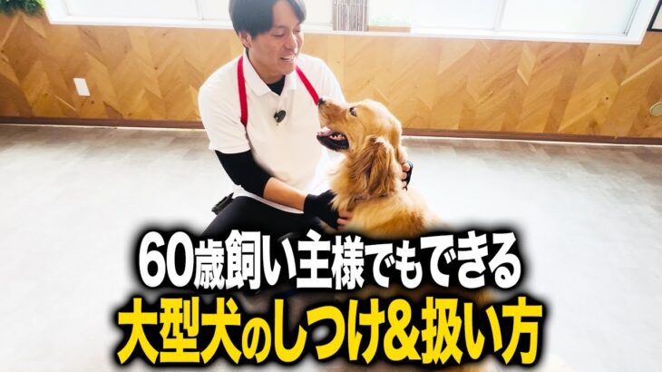 【犬しつけ】60歳でもできる！大型犬のしつけ・扱い方を徹底解説します【ドッグトレーナー】