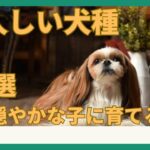 【大人しい犬種7選！】と穏やかな子に育てるコツ