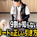 【犬しつけ】9割の飼い主様が知らない正しいリードの引き方4選！【プロドッグトレーナー解説】