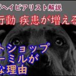 ペットショップ・パピーミルがダメな理由 ：DOGGY STATION Vol.＊＊＊/犬のしつけ・問題行動・犬の心理学・犬の行動学・ドッグビヘイビアリスト