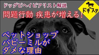 ペットショップ・パピーミルがダメな理由 ：DOGGY STATION Vol.＊＊＊/犬のしつけ・問題行動・犬の心理学・犬の行動学・ドッグビヘイビアリスト