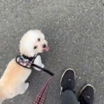 MIX犬の”もこちゃん”と”散歩トレーニング”！