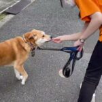 MIX犬の”かむちゃん”と散歩トレーニング！