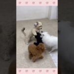 ＃犬のようちえん　＃犬のほいくえん　＃犬お泊りトレーニング　　#子犬しつけ  #しつけ教室 　# MIX犬　＃犬のしつけ　#shorts 　#パピートレーニング