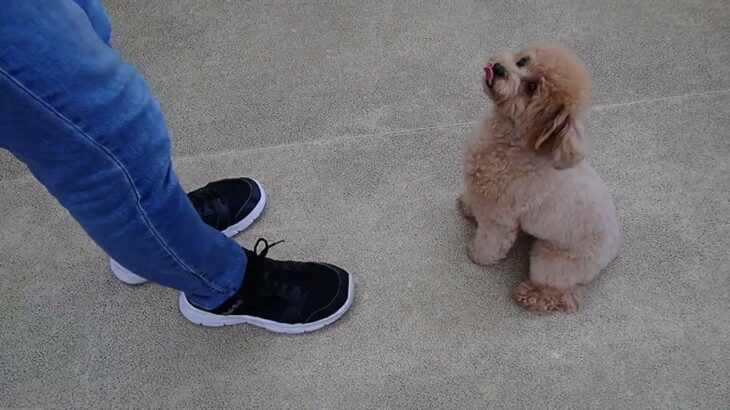 犬の幼稚園 Merlotちゃんとトレーニング