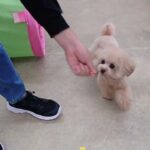 犬の幼稚園 PRIOくんとトレーニング