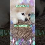 老犬の悩み💦 #cute #ポメラニアン #Pomeranian #dog #しつけ #training #赤ちゃん #babygirl #仲良し #むーちゃんとぽんちゃん