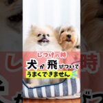 犬はどうしても「遊び」の意識が強くなってしまう。「遊び」にもコントロールの意識を少し取り入れよう！#dog #犬のいる暮らし #犬のしつけ