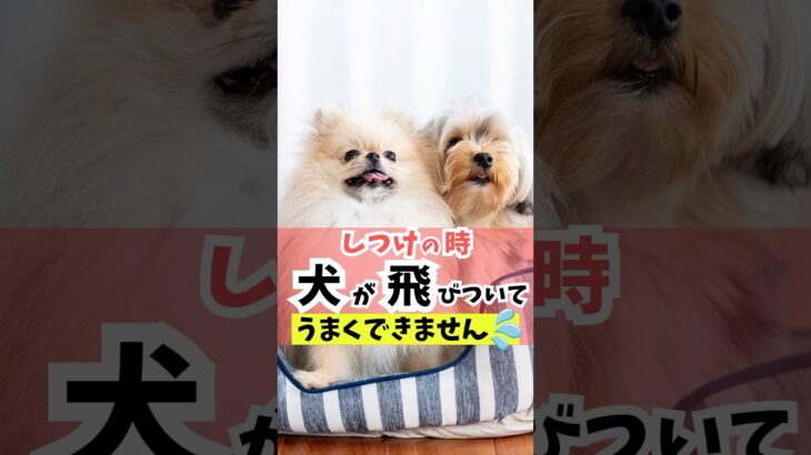 犬はどうしても「遊び」の意識が強くなってしまう。「遊び」にもコントロールの意識を少し取り入れよう！#dog #犬のいる暮らし #犬のしつけ