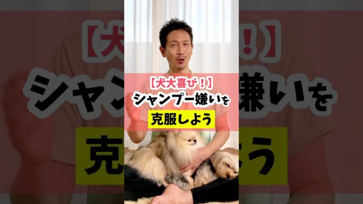 お家シャンプーが上手にできると、犬は「立派な飼い主」と認めてくれやすくなるよー！#dog #犬のいる暮らし #犬のしつけ