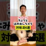 犬のトイレあるある。愛犬に合わせた工夫で修正しよう。#犬のしつけ #犬のいる暮らし #dog