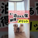 お出かけ上手になってくると、犬は受け入れる能力が高くなってきて、楽しく過ごせるようになるよ〜♪#犬のしつけ #犬のいる暮らし #dog