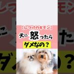 怒らないしつけが正義？#犬のしつけ #犬のいる暮らし #dog