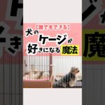 ケージが好きな犬と、ケージが苦手な犬では、「ストレスの感じ方」が全然違うよ#犬のいる暮らし #犬のしつけ #dog