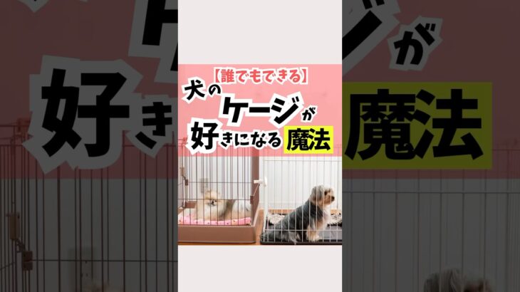 ケージが好きな犬と、ケージが苦手な犬では、「ストレスの感じ方」が全然違うよ#犬のいる暮らし #犬のしつけ #dog