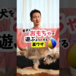 おもちゃで遊ばない犬は、他にもっと楽しいこと、気になることがある子が多いよ！#犬のしつけ #犬のいる暮らし #dog