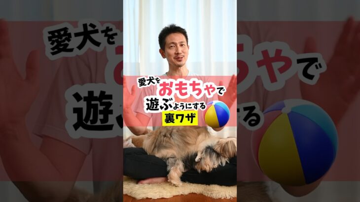 おもちゃで遊ばない犬は、他にもっと楽しいこと、気になることがある子が多いよ！#犬のしつけ #犬のいる暮らし #dog