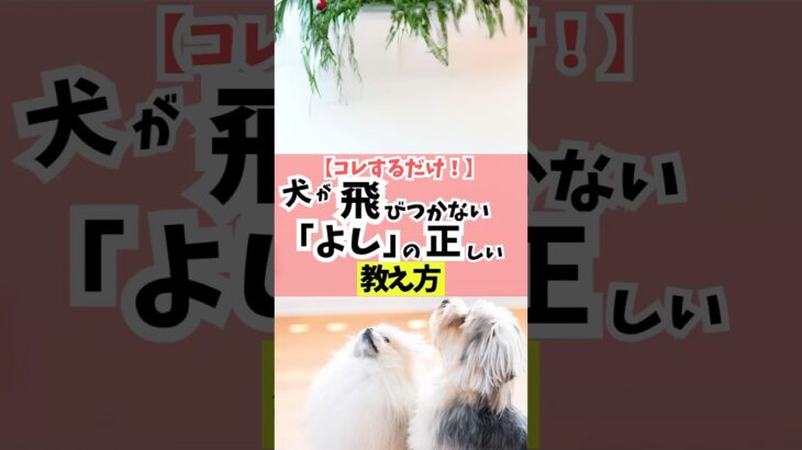 家庭犬としての失敗しない「ヨシ」のかけ方はコレ。#犬のいる暮らし #犬のしつけ #dog