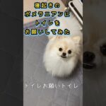 【寝起きのポメラニアンにトイレをお願いしてみた】#犬#ポメラニアン#ポメラニアン男の子#かわいい犬#かわいい#動物#ペット #dog #pomeranian#犬トイレ#ポメラニアントイレ#犬しつけ