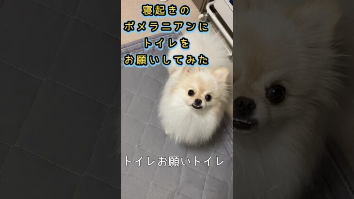 【寝起きのポメラニアンにトイレをお願いしてみた】#犬#ポメラニアン#ポメラニアン男の子#かわいい犬#かわいい#動物#ペット #dog #pomeranian#犬トイレ#ポメラニアントイレ#犬しつけ