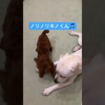 トイプードルキノくんのお泊まり🎵#dog#dogtraining #ドッグトレーニング#犬のしつけ教室#犬のしつけ教室くえすと#犬のしつけ相談#ドッグトレーニング横浜#出張トレーニング#犬の訓練