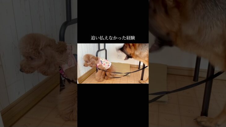 これもナズナの訓練。 #doglibre #ドッグトレーニング #犬のしつけ #プードル #噛み癖