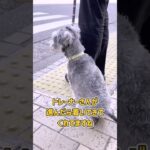 ミックスわんこさんのお散歩トレーニング風景#dogtraining #dogshorts #ドッグトレーニング