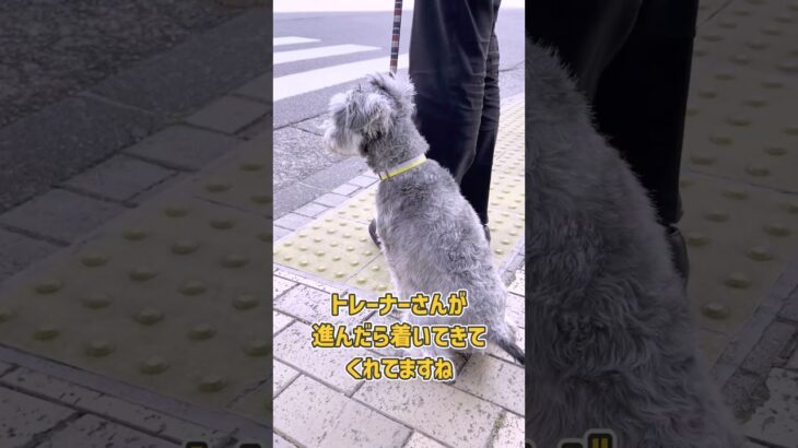 ミックスわんこさんのお散歩トレーニング風景#dogtraining #dogshorts #ドッグトレーニング