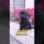 小型犬さんのお散歩トレーニング #dogtraining #dogshorts #子犬 #ドッグトレーナー