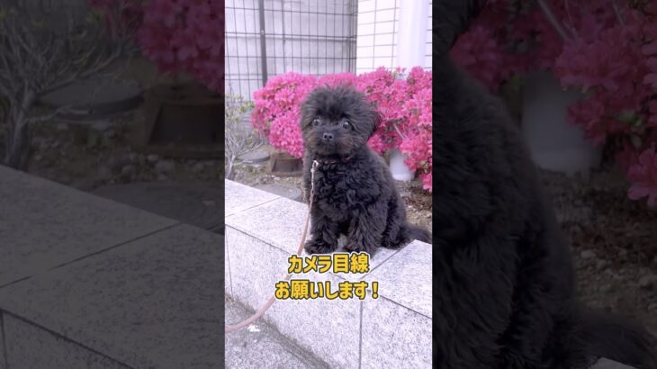 小型犬さんのお散歩トレーニング #dogtraining #dogshorts #子犬 #ドッグトレーナー