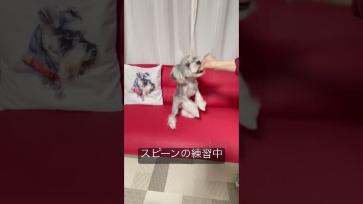 スピーンの練習中🐶　#子犬 #犬のしつけ #puppy #schnauzer #doglover