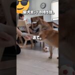 柴犬ボンドの持ち技はこれです。#shorts #犬のしつけ