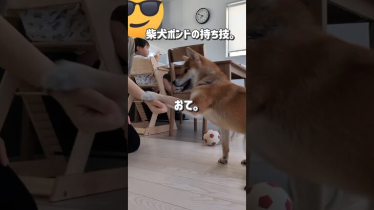 柴犬ボンドの持ち技はこれです。#shorts #犬のしつけ