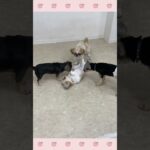 ＃犬のようちえん　＃犬のほいくえん　＃犬お泊りトレーニング　　#子犬しつけ  #しつけ教室 　#シーズー ＃犬のしつけ　#shorts 　#パピートレーニング