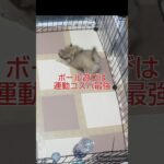 ボール遊びは運動コスパ最強！〜うちのチワワ体験記〜　#犬 #遊び #しつけ #ボール#shorts