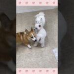 ＃犬のようちえん　＃犬のほいくえん　＃犬お泊りトレーニング　　#子犬しつけ  #しつけ教室 　#コーギー　＃犬のしつけ　#shorts 　#パピートレーニング