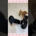＃犬のようちえん　＃犬のほいくえん　＃犬お泊りトレーニング　　#子犬しつけ  #しつけ教室 　# プードル　＃犬のしつけ　#shorts 　#パピートレーニング