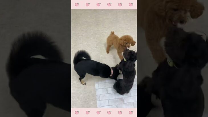 ＃犬のようちえん　＃犬のほいくえん　＃犬お泊りトレーニング　　#子犬しつけ  #しつけ教室 　# プードル　＃犬のしつけ　#shorts 　#パピートレーニング