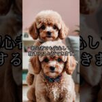 【トイプードルを初めて飼う人に】賢くて可愛い犬種の飼育ポイント🐩✨ #飼いやすい #shorts