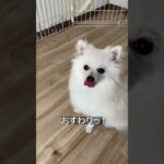 【犬のしつけ】おすわりができるようになってきました #ポメラニアン #shorts