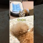 【ブチギレ】怒るとコワイのよ😱しつけ失敗トイプードル同居犬に威嚇#shorts#toypoodle #chihuahua