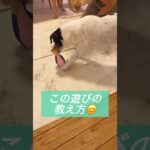 【楽しい】犬と遊ぶ アクティビティを取り入れてみよう #ドッグトレーニング #ドッグトレーナー #犬のトレーニング #犬のしつけ #アクティビティ #雑種犬 #エンリッチメント #shortvideo