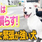 【犬しつけ】散歩で緊張してしまう犬！プロならこう慣らします【トレーニング】