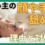 【それ、やめてのサインかも】犬が飼い主の手や顔を舐める理由と対処法