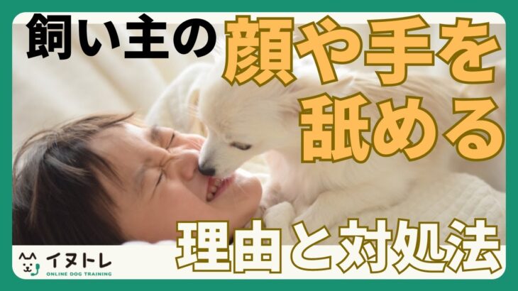 【それ、やめてのサインかも】犬が飼い主の手や顔を舐める理由と対処法